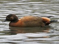 Ruddy Shelduck x Australian Shelduck hybrid